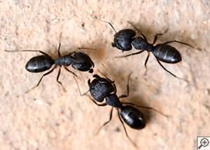 Carpenter Ants in Tennessee
