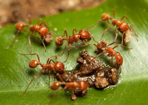 Fire Ants in Tullahoma