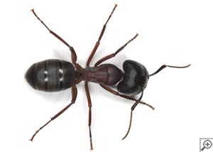 Odorous House Ants in Unionville