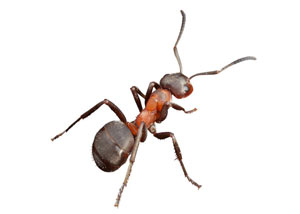 Pavement Ants in Cookeville