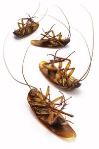Cockroach Extermination in Cookeville