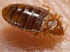 We control bedbug issues in Cookeville