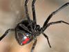 Controlling and exterminating black widow spiders in Sparta