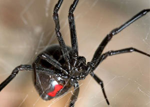 Black Widow Spiders in Palmer