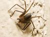 Tullahoma extermination and control for brown recluse spiders