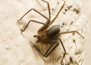 Black Widow Spiders in Palmer