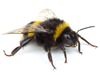 Bumblebee control and extermination in Tennessee
