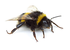 Bumble Bees in Welchland
