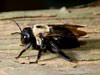 We control carpenter bee problems in Cookeville homes