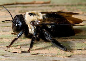 Carpenter Bees in Smithville