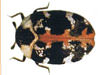 Pest control for carpet beetles in Tennessee