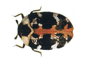 Carpet Beetles in Palmer