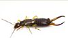 Earwig extermination in Welchland 