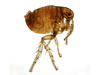 We exterminate fleas in Welchland, Tennessee