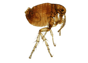 Fleas in  Doyle