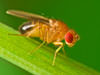 We can exterminate a fruit fly infestation in Tennessee