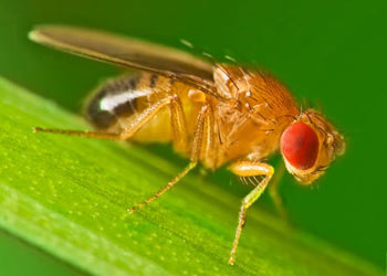 Fruit Fly in  Spencer