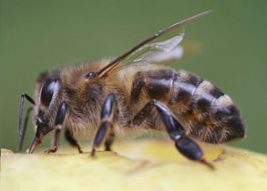 Honey Bees in Welchland