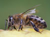We can take care of your TN honeybee problem