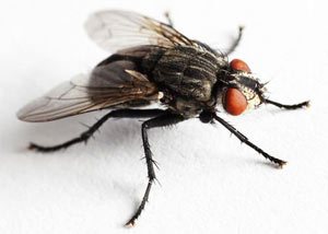 House Fly in  Spencer