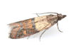 We can eliminate Indian Meal Moth infestations in Shelbyville