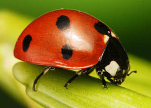 Lady Bugs in Irving College