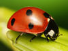 Welchland ladybug control