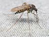 We specialize in controlling mosquitoes in Sparta