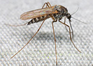 Mosquitoes in Shelbyville