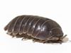 Pill Bug Extermination & Control in Tennessee