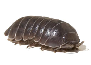 Pill Bugs in  Hillsboro