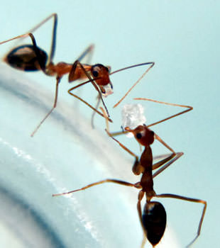 Fire Ants