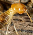 Termites