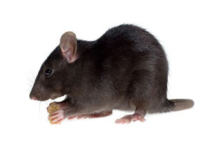 Roof Rats in Palmer