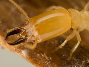 Termites from a Home in Tennessee