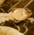 Termites